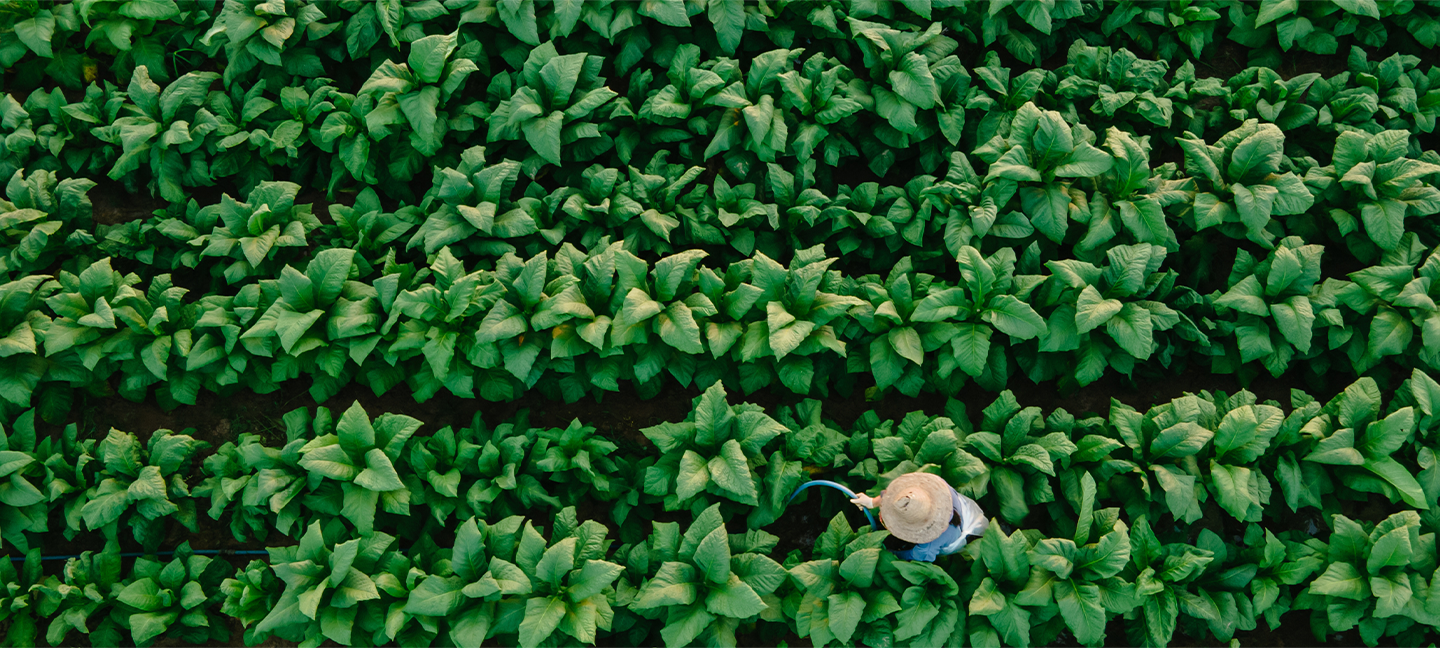 Tobacco plants.