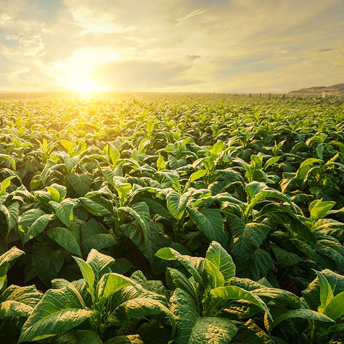 Sunrise behind tobacco plants