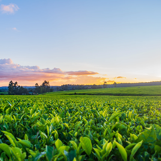 Tobacco plants