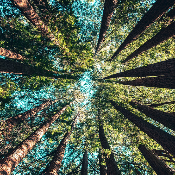 Tall trees