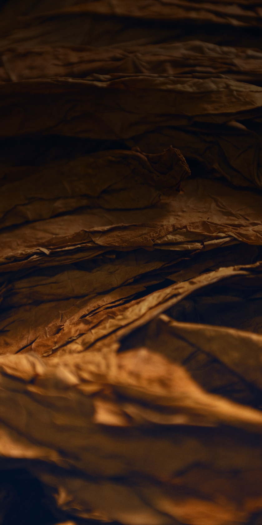 Close-up of dried tobacco leaves with a rich, golden-brown color