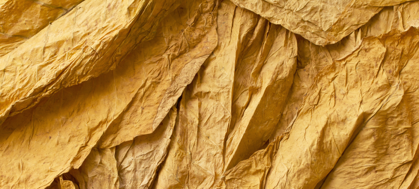 Dried tobacco leaves