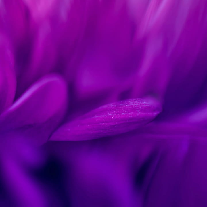 Illustration for Fiit Roxo.