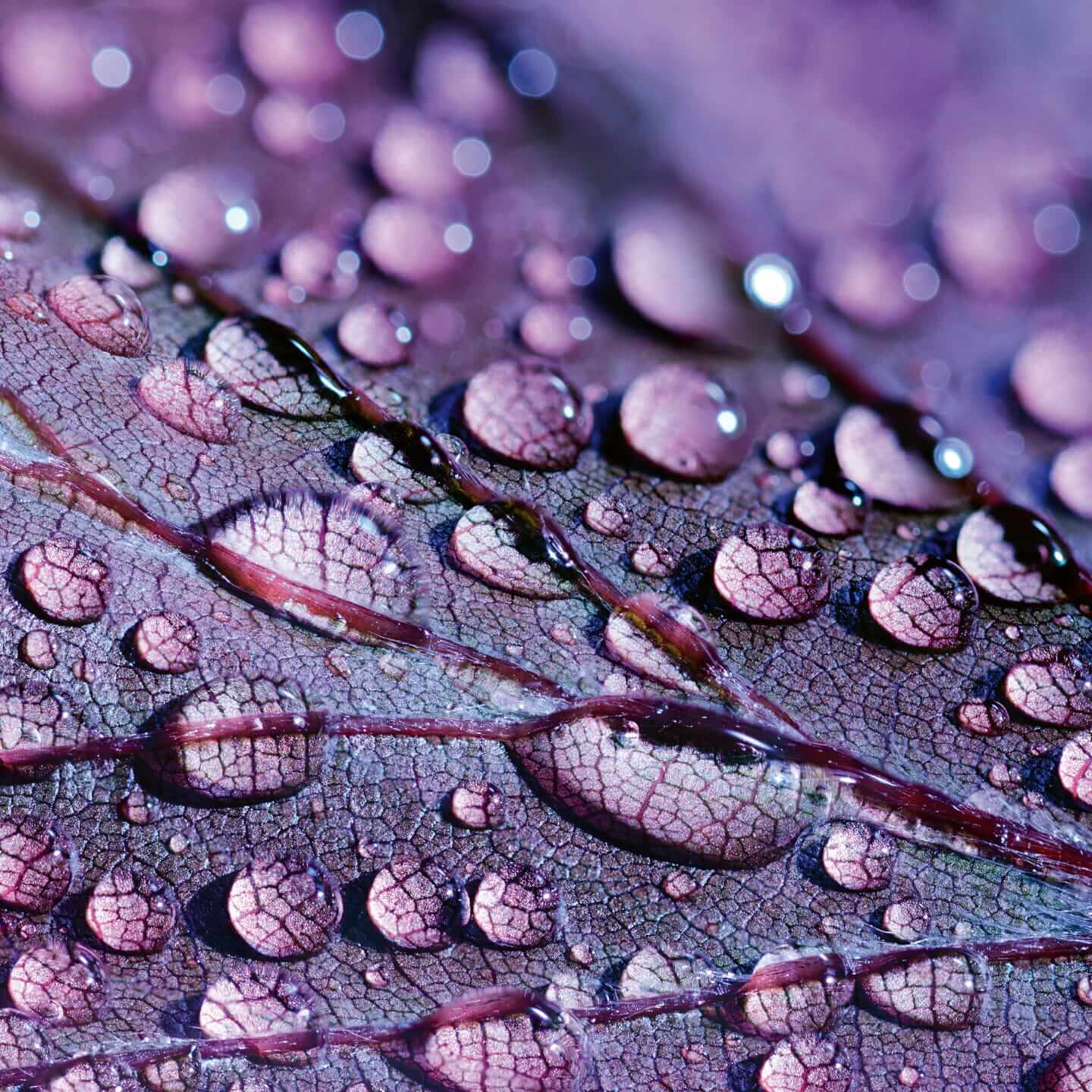 Illustration for HEETS Mauve Wave.