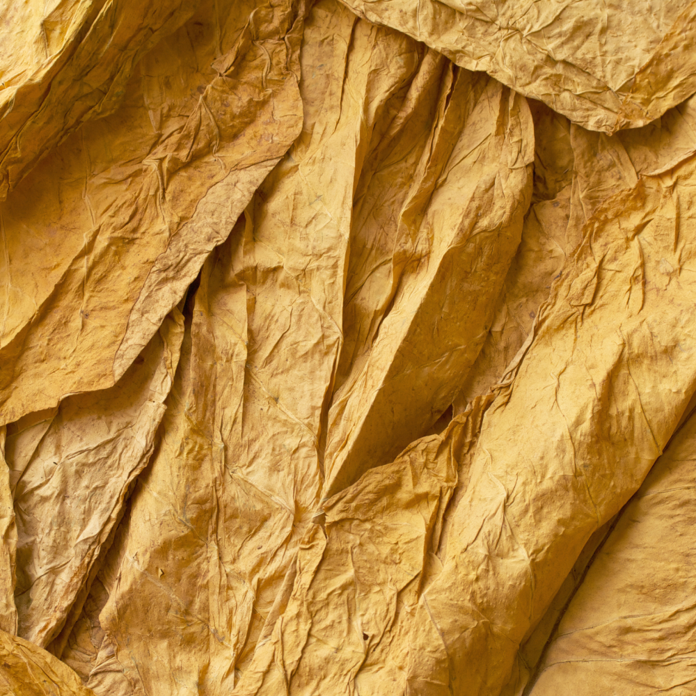 Dried tobacco leaves